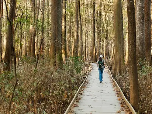 Boardwalk trail in Congaree National Park. Just a short drive from Carolina King on Lake Marion, SC.