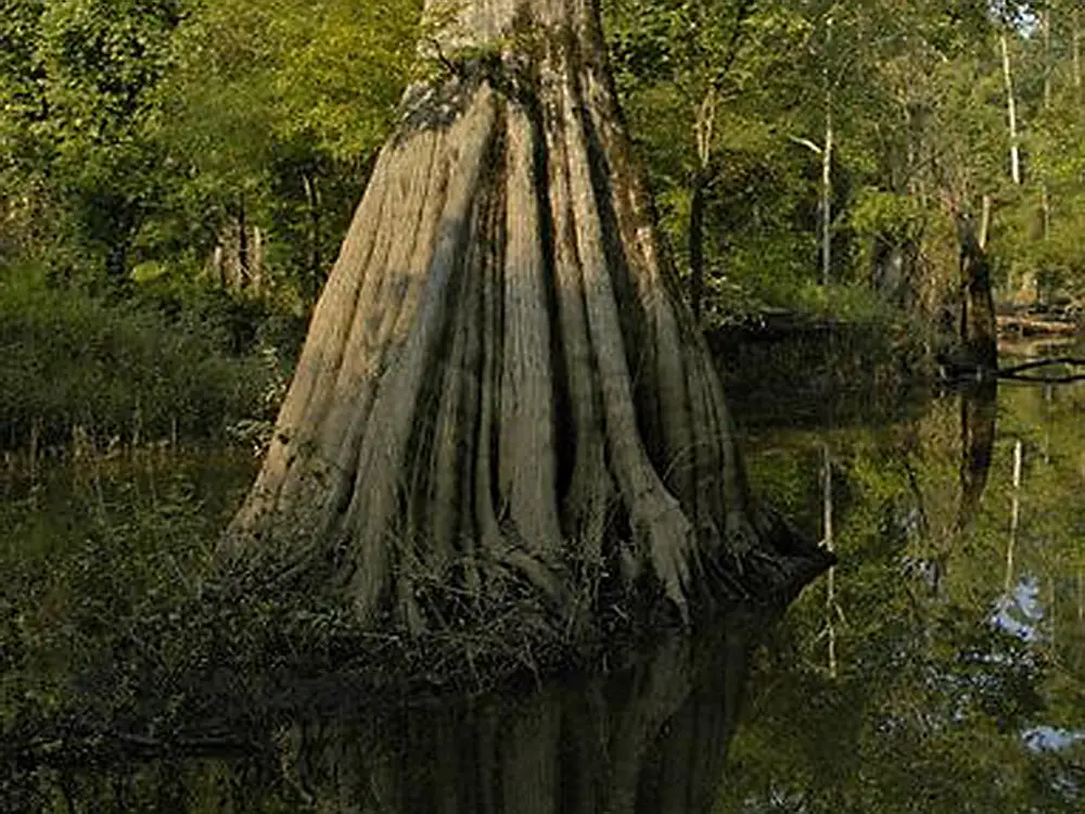 Ball Cyprus tree trunk in Francis Marion National Park. Just a short drive from Carolina King on Lake Marion, SC.